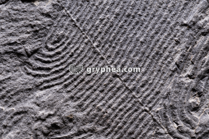 Helmintoïdes - Traces d'Helmintoïdes dans un schiste (détail) - gryphea.org